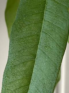 substance collante sur ficus - feuilles qui collent