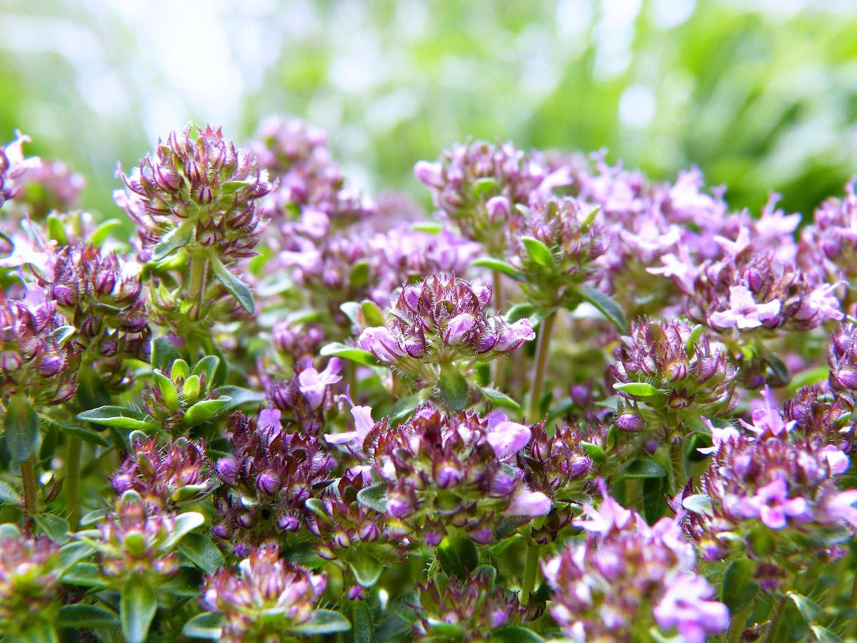 toux traitement naturel plante