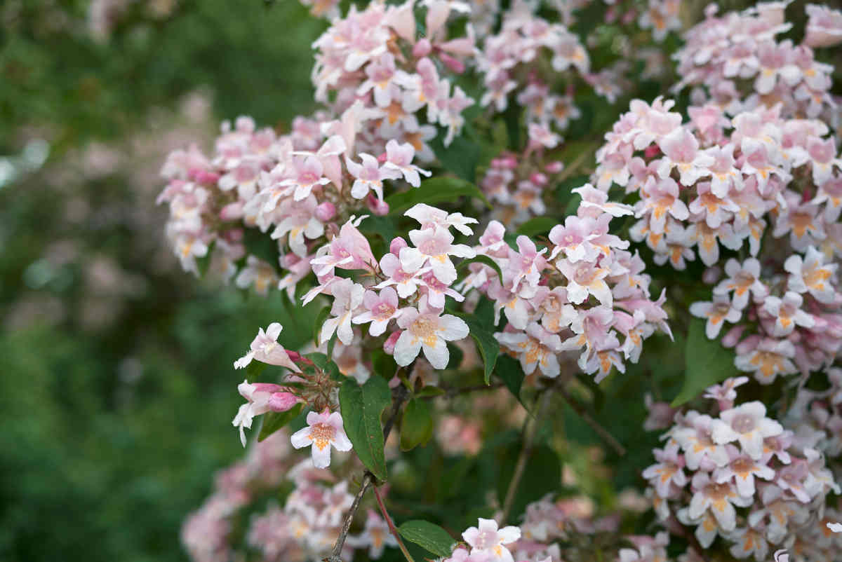 Abelia x Grandiflora