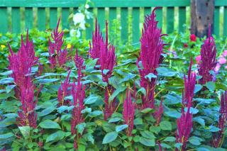 Amaranthus amaranthe amarante culture entretien