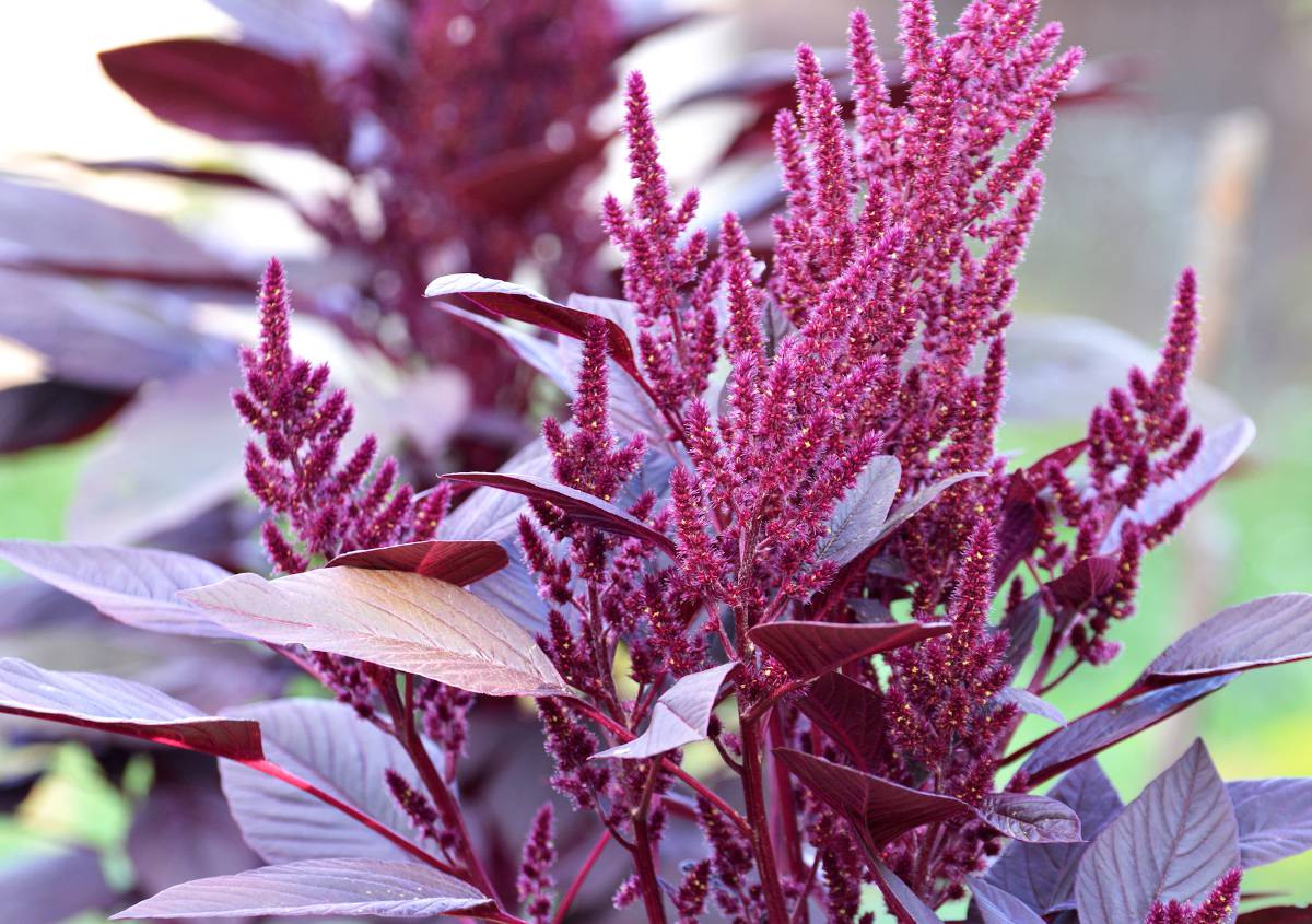 Amaranthus amaranthe amarante fleur