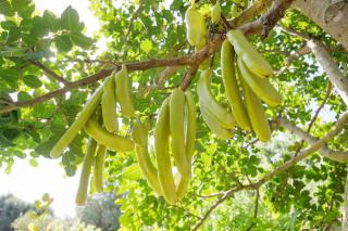 Caroubier fruit caroube entreten culture