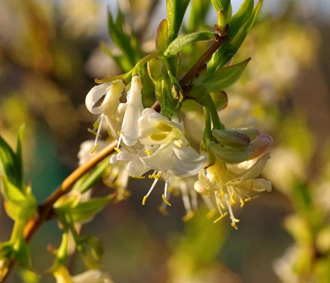 Chèvrefeuille 'Winter Beauty' - Lonicera purpusii