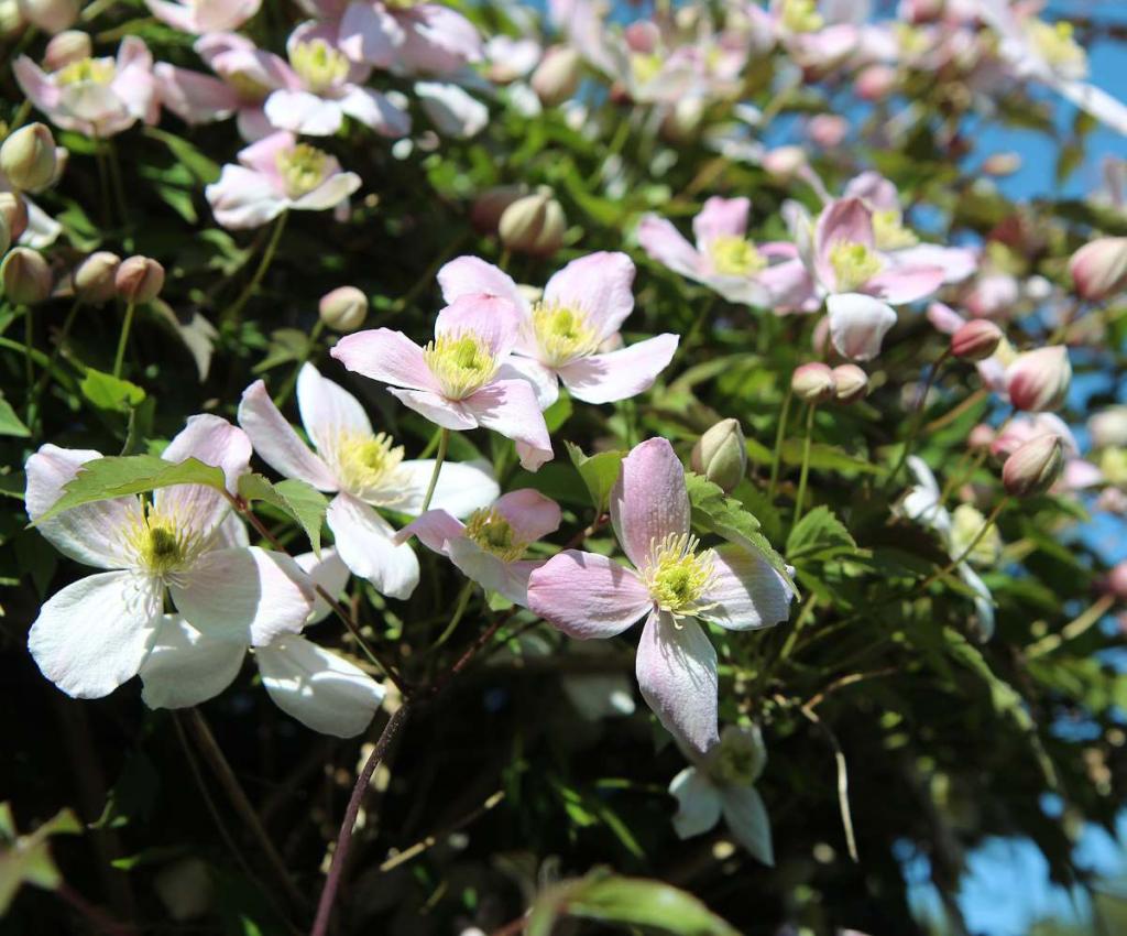 Clématite des montagnes - Clematis montana