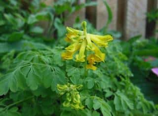 Coridalys lutea