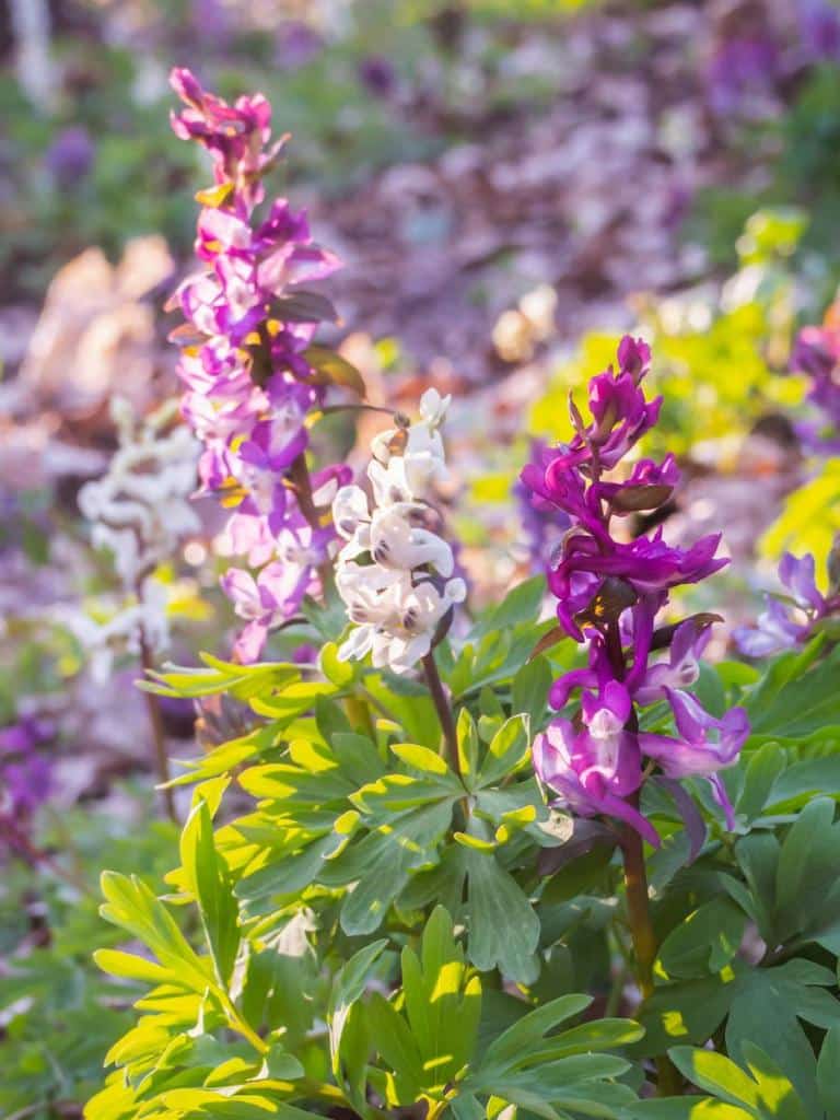 Corydale corydalis