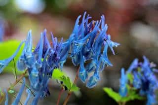 Corydalis flexuosa