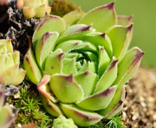 Echeveria agavoides