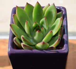 Echeveria agavoides en pot