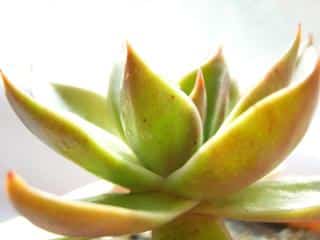 Echeveria agavoides feuilles jaunes molles