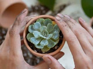 Echeveria plantation rempotage