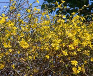 Entretien du Jasmin d'hiver - Jasminum nudiflorum