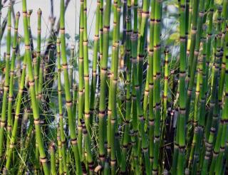 Equisetum plante