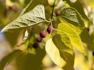 Fruit micocoulier - Celtis Australis