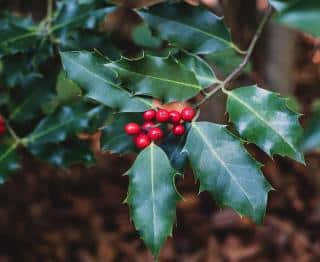 Houx ilex arbuste