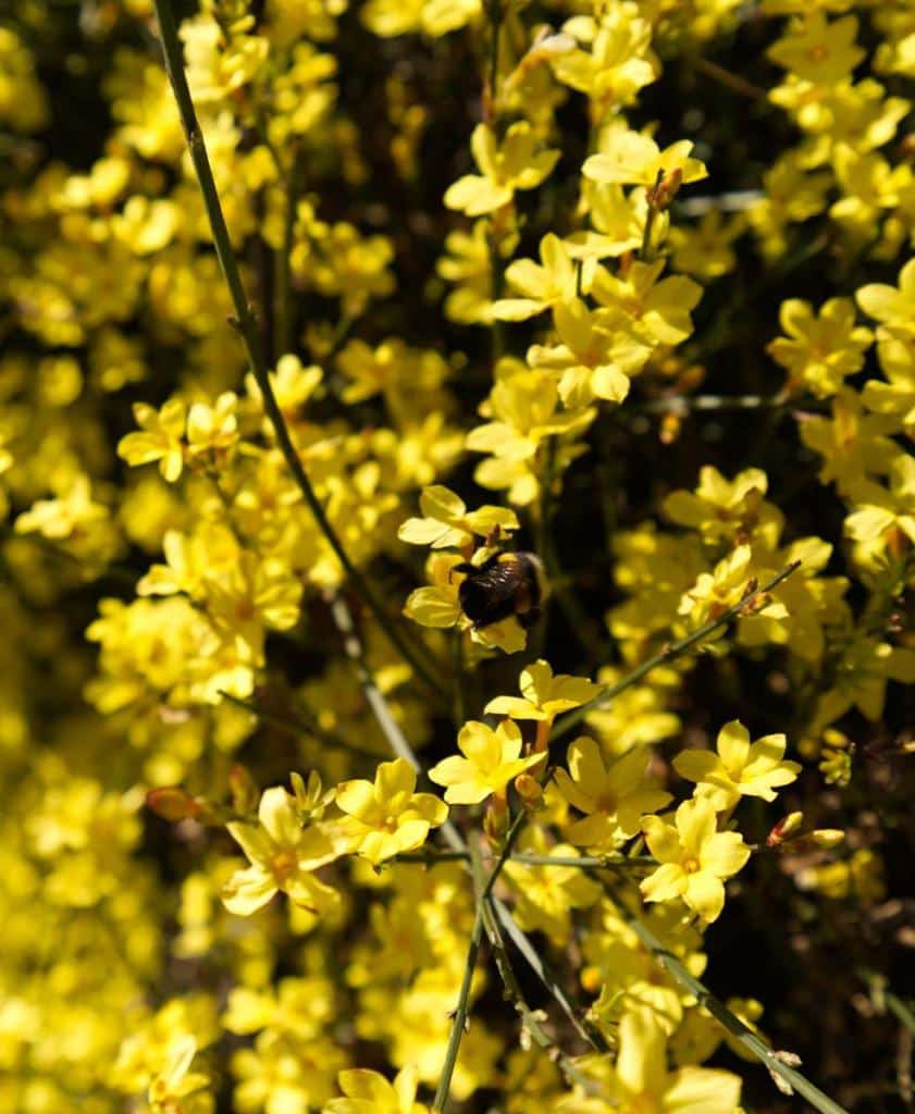 Jasmin d'hiver - Jasminum nudiflorum