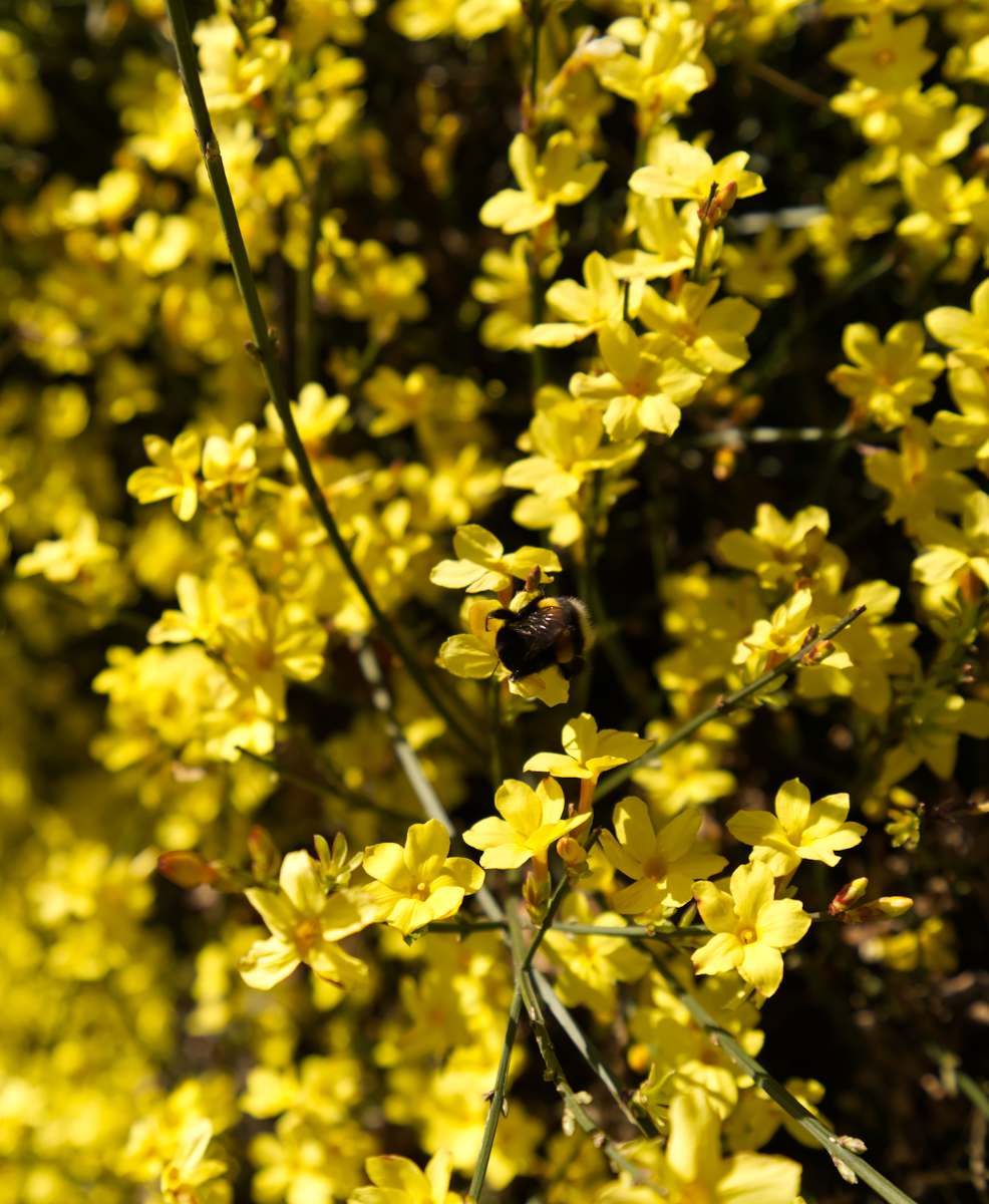 Tout savoir sur les plantes grimpantes - Marie Claire