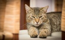 L Avc Chez Le Chat Symptomes Urgence Traitement L Avc Chez Le Chat Symptomes Urgence Traitement