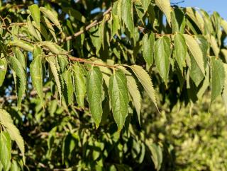 Micocoulier de Provence - Celtis australis