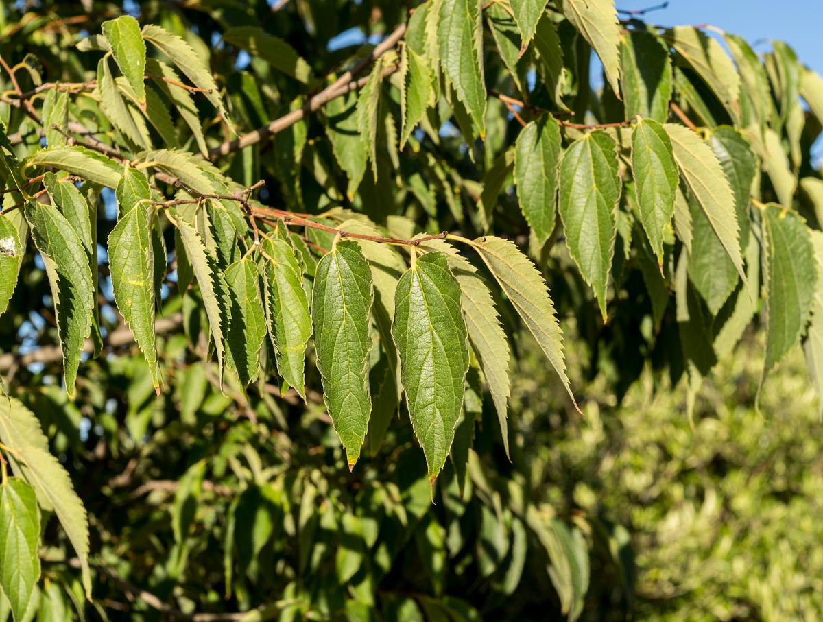 Micocoulier Celtis Australis Plantation Taille Et Entretien