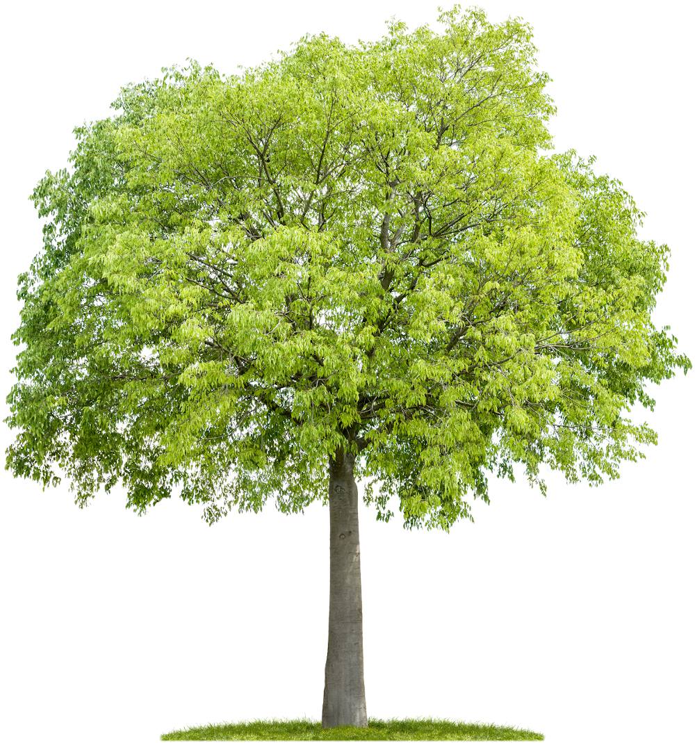 Micocoulier Celtis Australis Plantation Taille Et Entretien