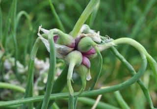 Oignon rocambole - Allium cepa proliferum