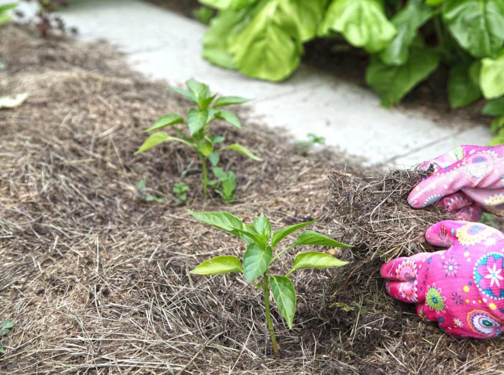 Paillage permaculture