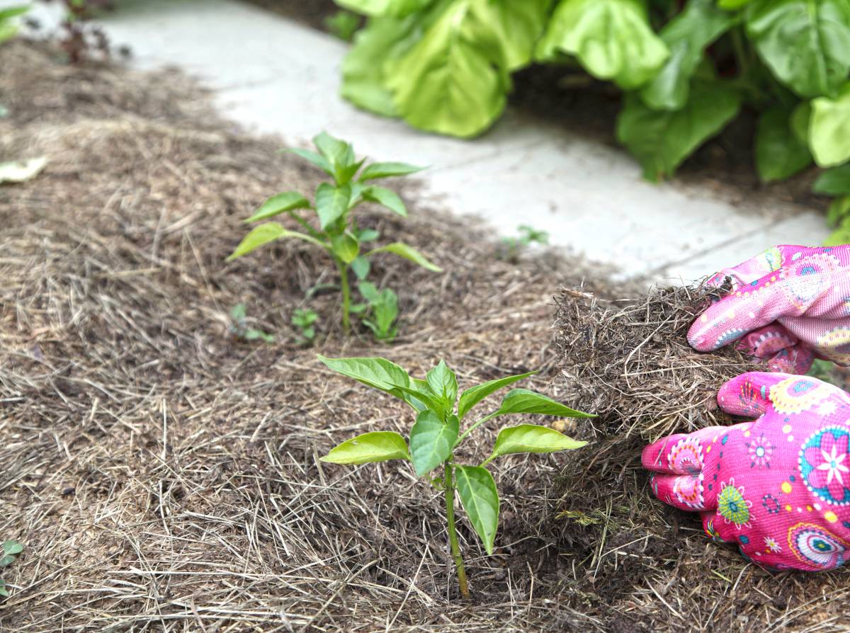 Paillage Jardin et Potager : Comment le faire ?