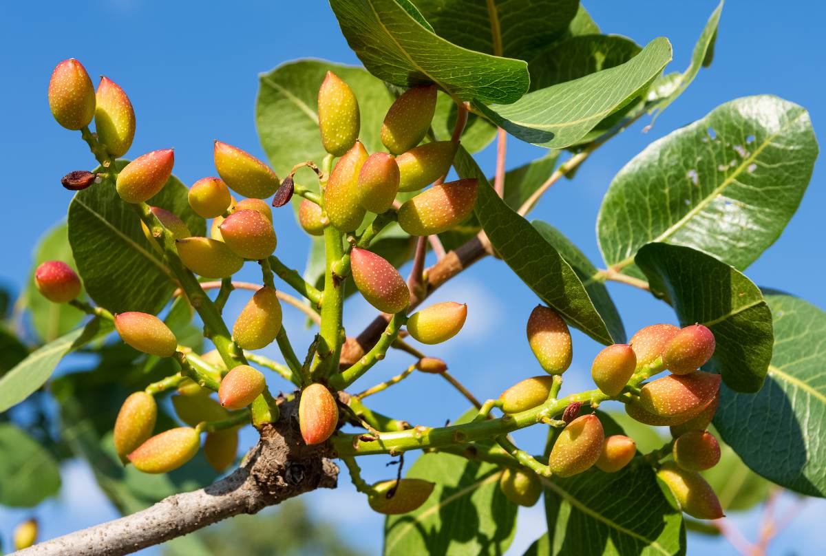 Pistachier : culture, récolte des pistaches