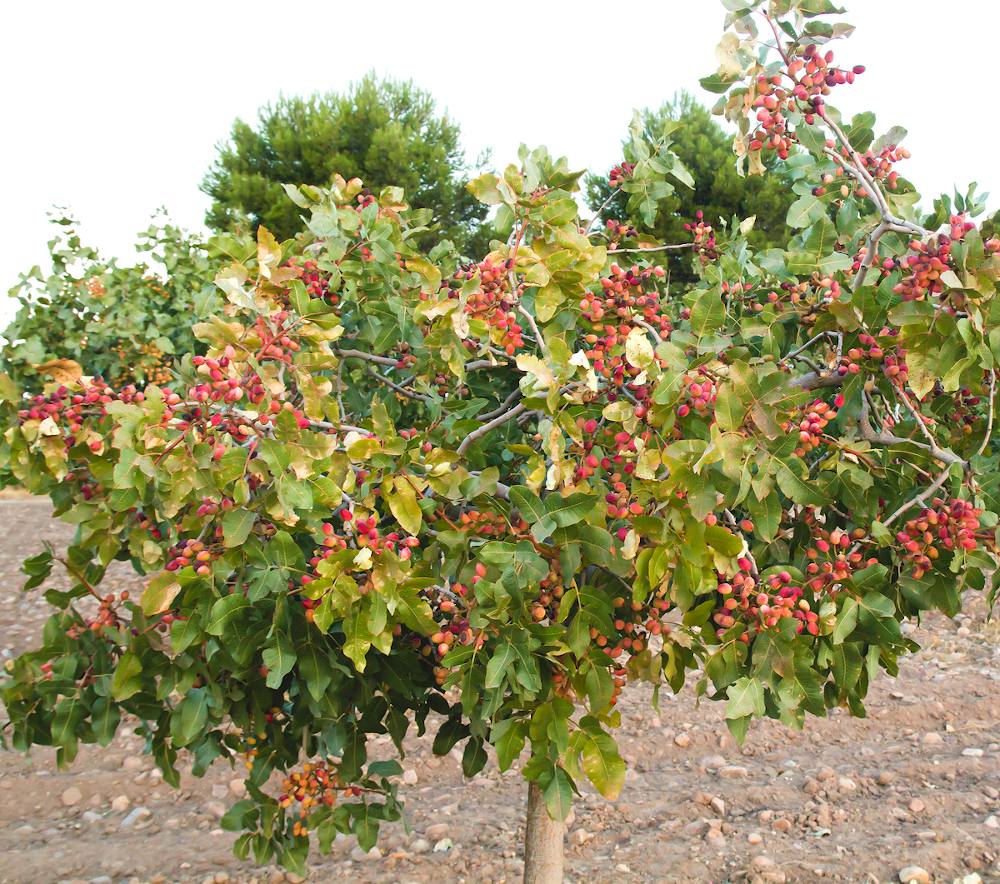 Pistachier : culture, récolte des pistaches