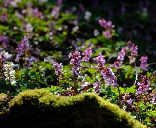 Plantation corydalis corydale