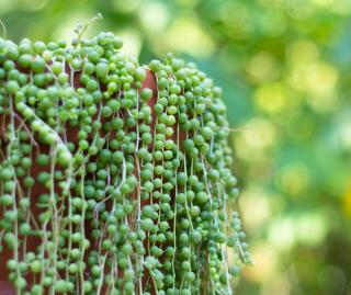 Plante collier de perle - Senecio rowleyanus