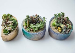 Plantes succulentes