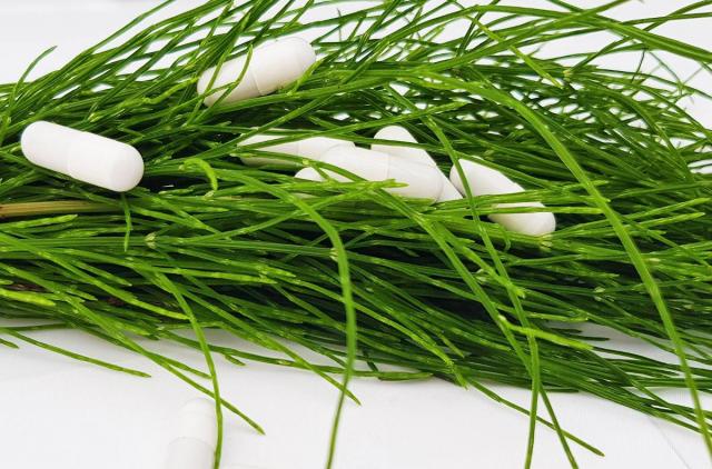 Prêle : culture, plantation et entretien