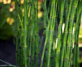 Prêle du Japon en pot