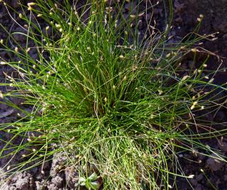 Scirpus cernuus - Scirpe incliné - Souchet penché