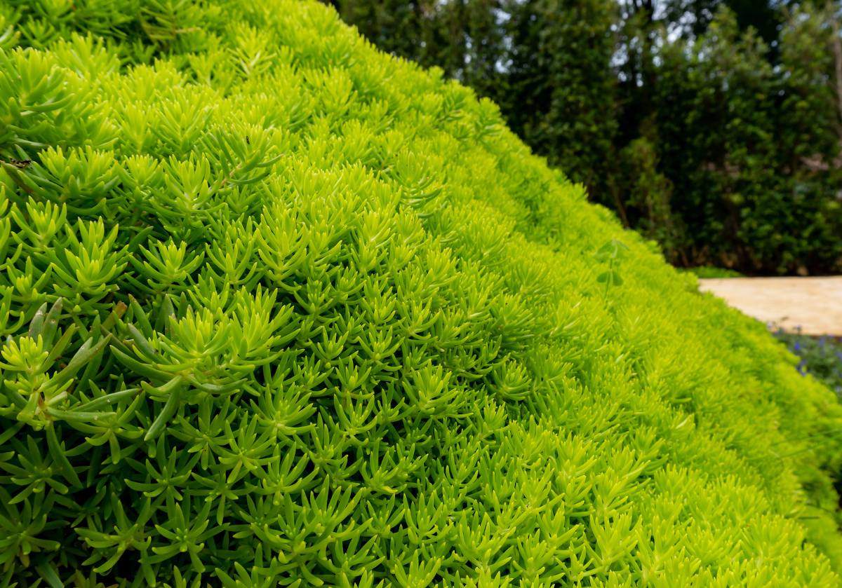 Sedum reflexum - Sedum rupestre - Orpin reflechi