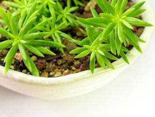 Sedum reflexum en pot