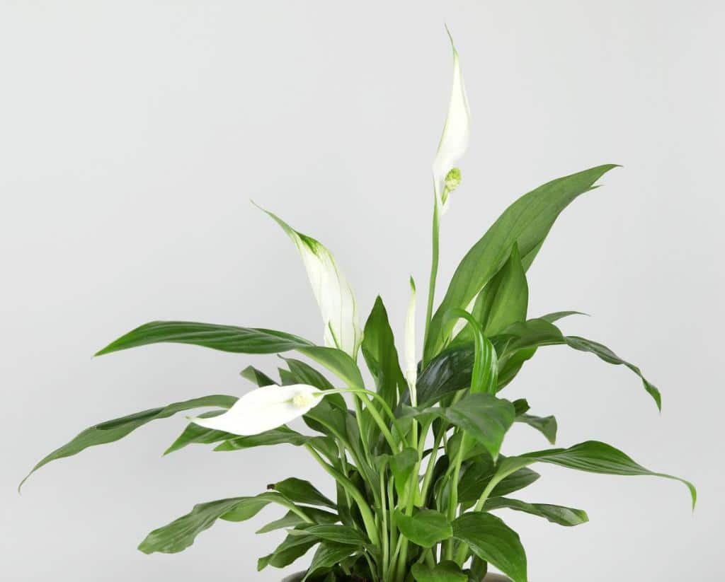 Spathiphyllum - fleur de lune