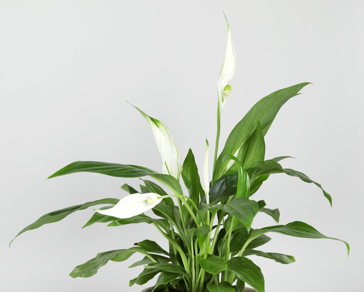 Spathiphyllum Blanc, la fleur de lune purificatrice d'air – La Green Touch