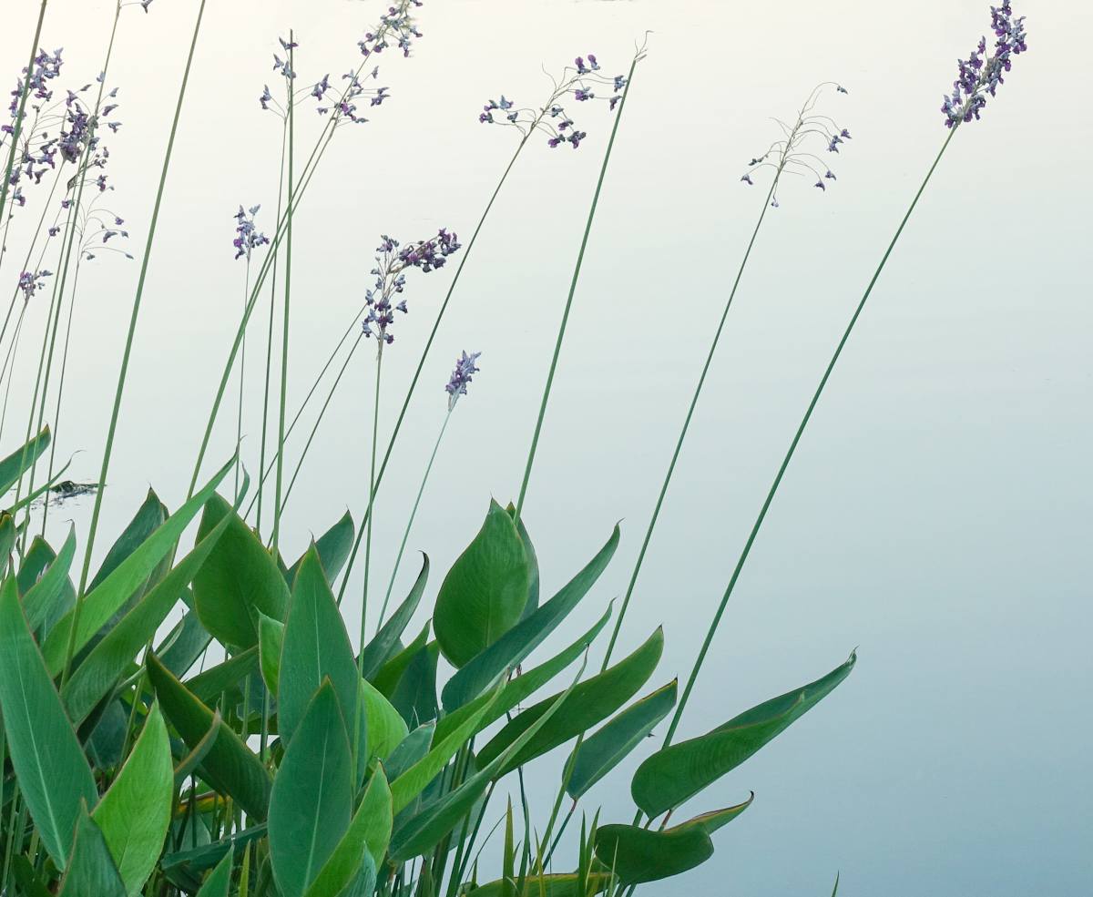 Thalia dealbata - Thalie blanche - canna d eau