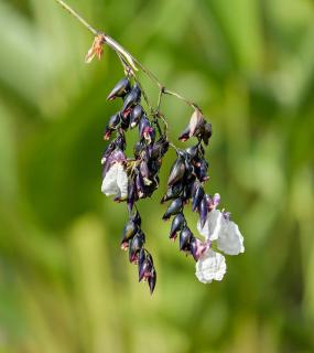 Thalia dealbata - Thalie blanche - fleur