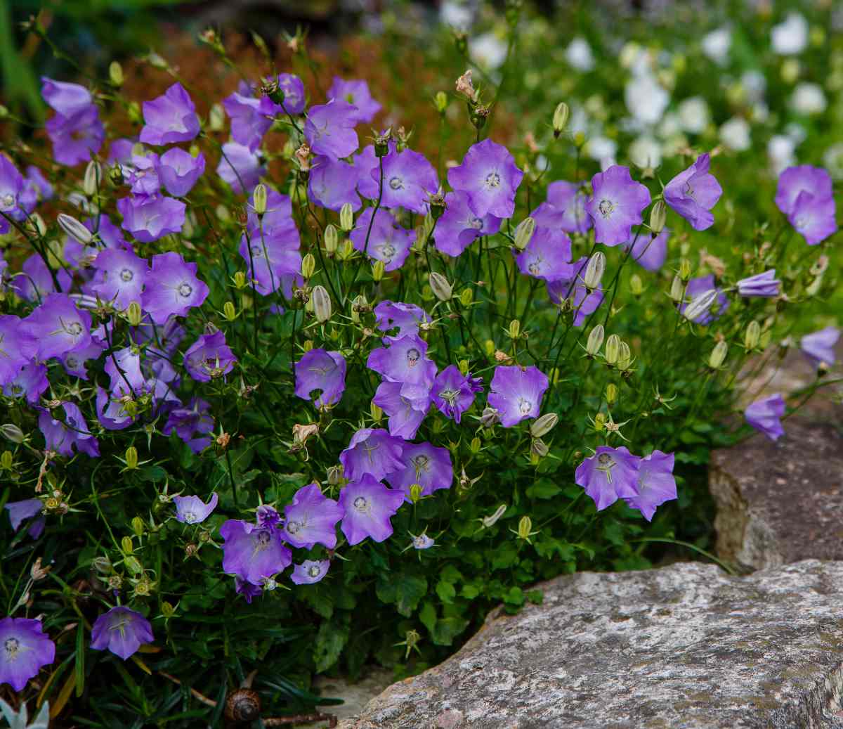 Campanule : plantation, floraison et conseils d'entretien