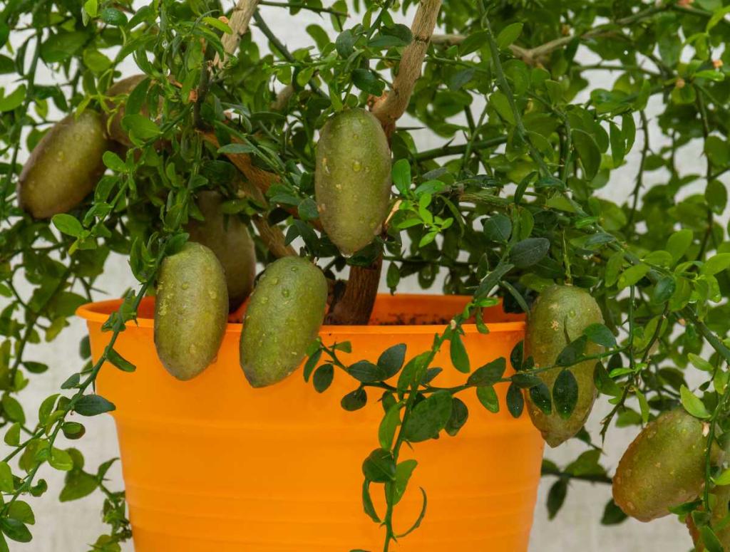 citron caviar plante arbre