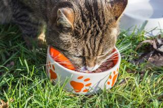 combien de temps chat sans manger