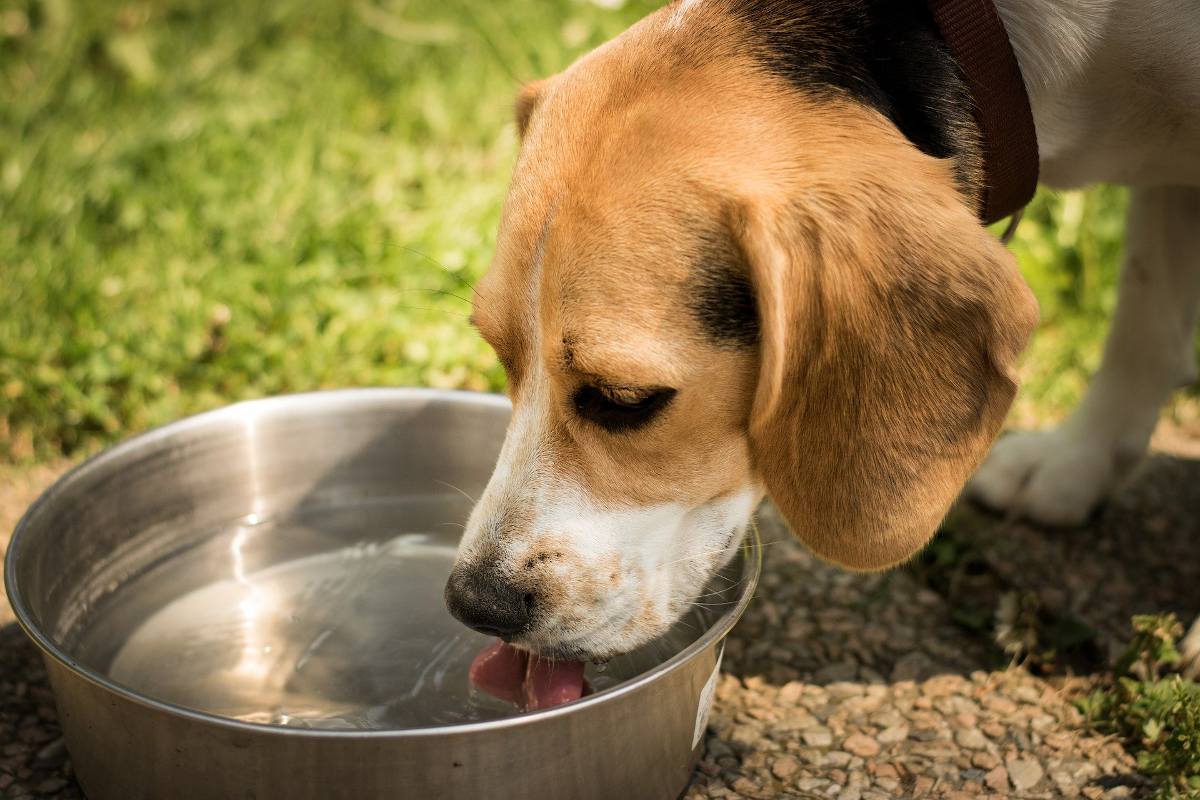 diabete chien diabetique