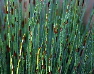 equisetum hyemale