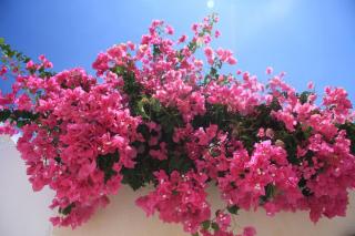 fleur pour balcon chaud ensoleille