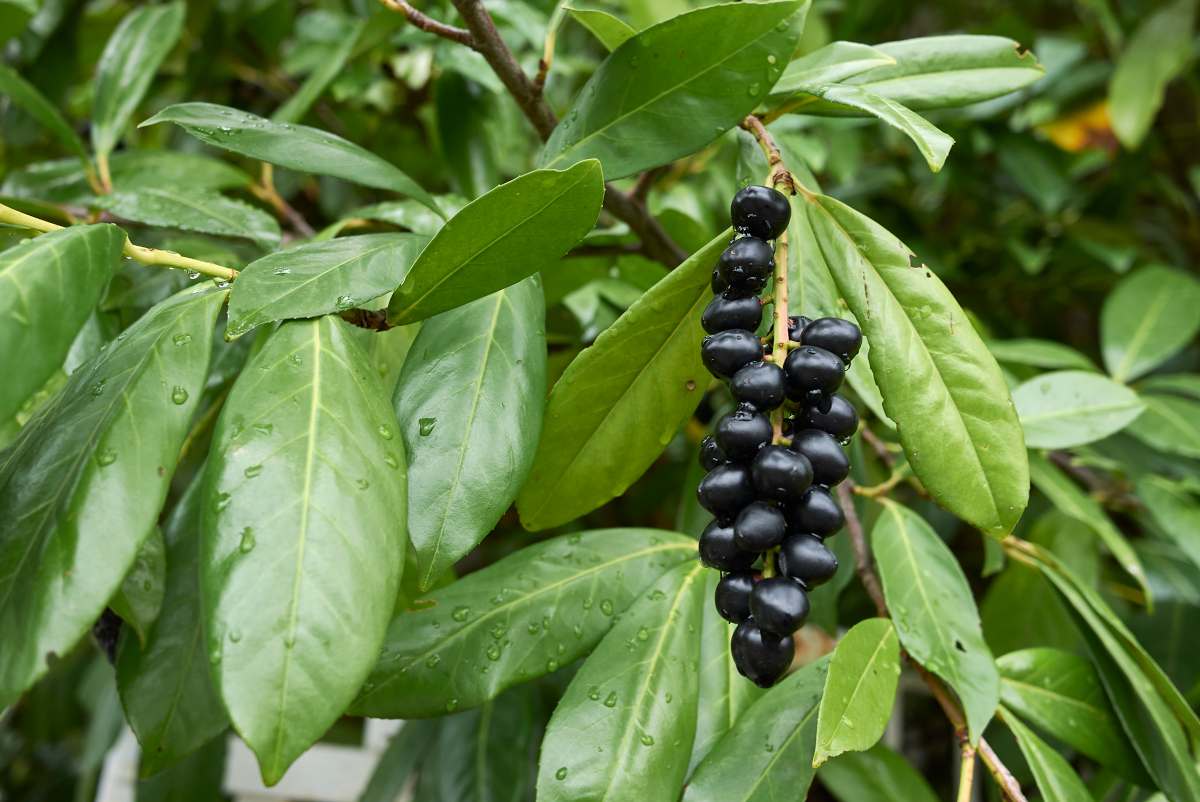 Laurier cerise : plantation, taille et conseils d'entretien