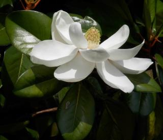 magnolia grandiflora persistant